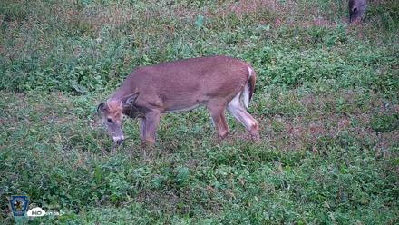 Pennsylvania Elk Live Webcam - Sep 30, 2026, 5:53pm EDT