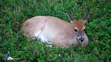 Pennsylvania Elk Live Webcam - Oct 1, 2026, 6:06pm EDT