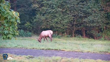 Pennsylvania Elk Live Webcam - Aug 27, 2026, 7:20am EDT