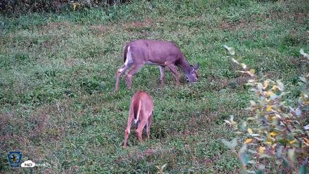 Pennsylvania Elk Live Webcam - Oct 1, 2026, 6:02pm EDT