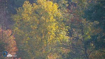Pennsylvania Elk Live Webcam - Oct 3, 2026, 8:55am EDT