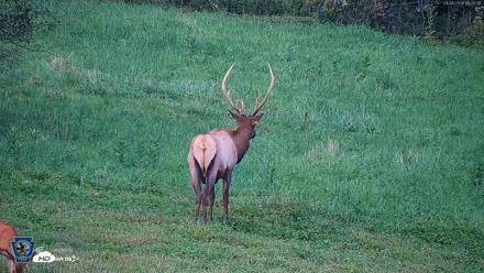 Pennsylvania Elk Live Webcam - Sep 8, 2026, 6:40pm EDT