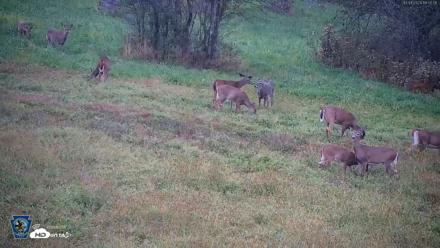 Pennsylvania Elk Live Webcam - Oct 1, 2026, 6:51pm EDT