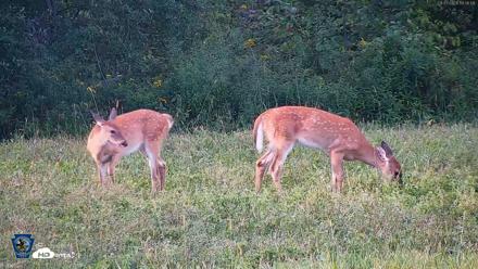 Pennsylvania Elk Live Webcam - Sep 7, 2026, 6:07pm EDT