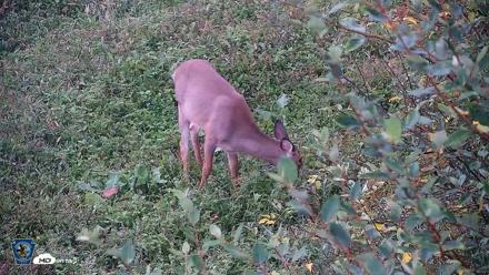Pennsylvania Elk Live Webcam - Sep 30, 2026, 7:03am EDT