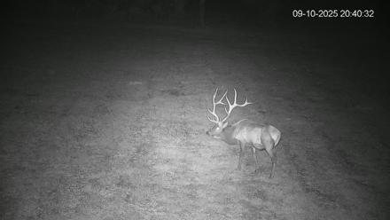 Pennsylvania Elk Live Webcam - Sep 10, 2025, 8:41pm EDT