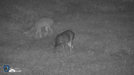 Pennsylvania Elk Live Webcam - Oct 1, 2026, 11:20pm EDT