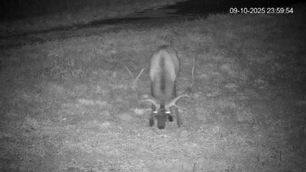 Pennsylvania Elk Live Webcam - Sep 11, 2025, 12:00am EDT