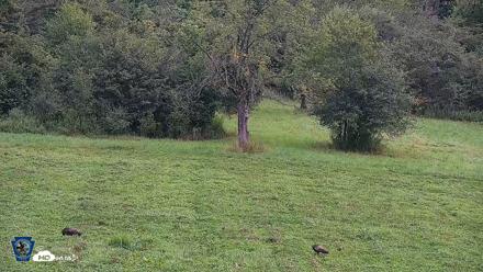 Pennsylvania Elk Live Webcam - Aug 3, 2026, 9:00am EDT