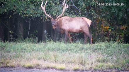 Pennsylvania Elk Live Webcam - Sep 9, 2025, 7:10pm EDT