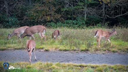 Pennsylvania Elk Live Webcam - Oct 1, 2026, 6:43pm EDT