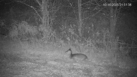 Pennsylvania Elk Live Webcam - Oct 16, 2025, 9:52pm EDT