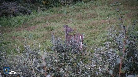 Pennsylvania Elk Live Webcam - Sep 28, 2026, 6:58am EDT