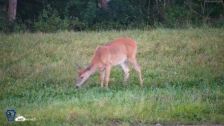 Pennsylvania Elk Live Webcam - Sep 5, 2026, 7:23pm EDT