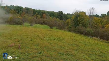 Pennsylvania Elk Live Webcam - Oct 1, 2026, 9:58am EDT