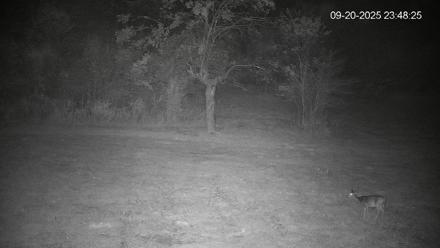 Pennsylvania Elk Live Webcam - Sep 20, 2025, 11:49pm EDT