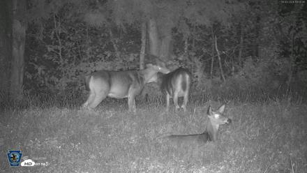 Pennsylvania Elk Live Webcam - Oct 3, 2026, 7:51pm EDT