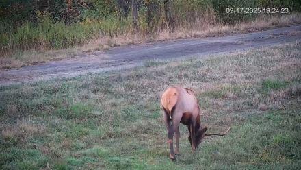 Pennsylvania Elk Live Webcam - Sep 17, 2025, 7:25pm EDT
