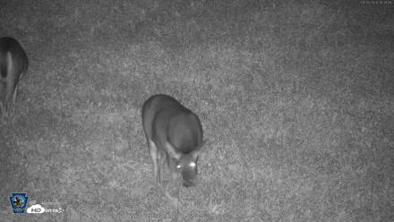 Pennsylvania Elk Live Webcam - Sep 26, 2026, 9:38pm EDT