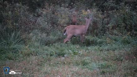 Pennsylvania Elk Live Webcam - Oct 2, 2026, 6:55am EDT