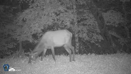 Pennsylvania Elk Live Webcam - Aug 10, 2026, 8:49pm EDT
