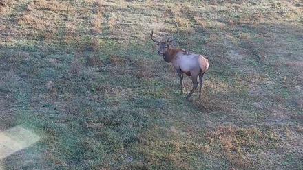 Pennsylvania Elk Live Webcam - Sep 17, 2025, 7:42am EDT