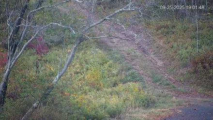 Pennsylvania Elk Live Webcam - Sep 25, 2025, 7:02pm EDT