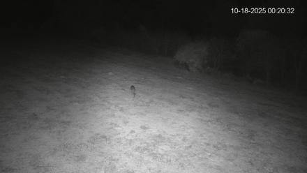 Pennsylvania Elk Live Webcam - Oct 18, 2025, 12:21am EDT