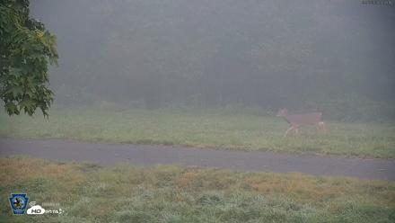 Pennsylvania Elk Live Webcam - Sep 6, 2026, 6:49am EDT