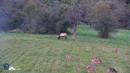 Pennsylvania Elk Live Webcam - Sep 8, 2026, 6:47pm EDT