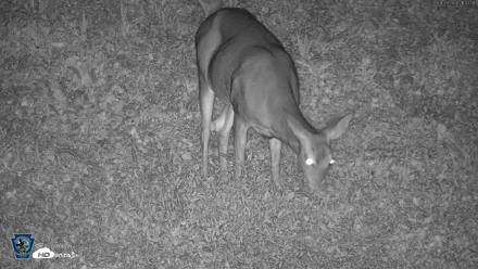 Pennsylvania Elk Live Webcam - Sep 29, 2026, 9:44pm EDT