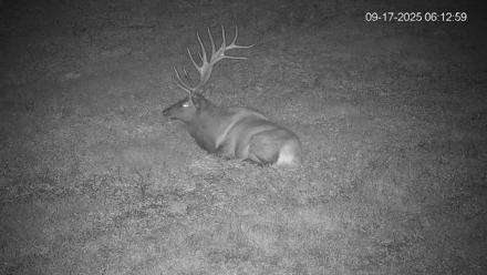 Pennsylvania Elk Live Webcam - Sep 17, 2025, 6:13am EDT