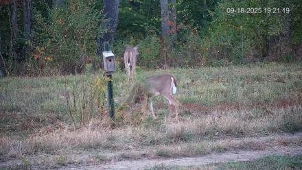 Pennsylvania Elk Live Webcam - Sep 18, 2025, 7:22pm EDT