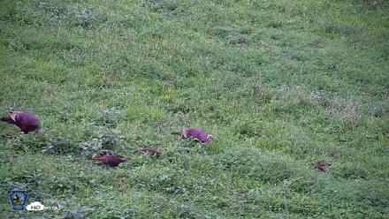 Pennsylvania Elk Live Webcam - Aug 13, 2026, 6:31pm EDT