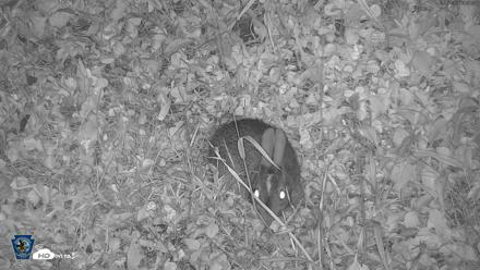 Pennsylvania Elk Live Webcam - Sep 7, 2026, 8:38pm EDT