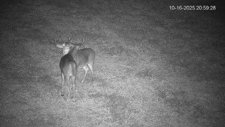 Pennsylvania Elk Live Webcam - Oct 16, 2025, 9:00pm EDT