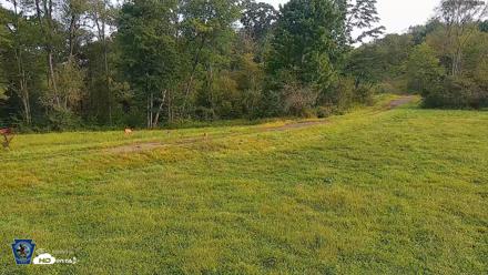Pennsylvania Elk Live Webcam - Aug 27, 2026, 9:01am EDT