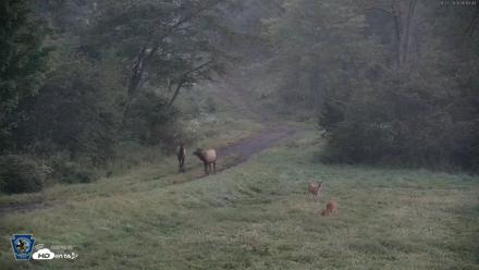 Pennsylvania Elk Live Webcam - Aug 27, 2026, 6:14am EDT