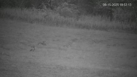 Pennsylvania Elk Live Webcam - Sep 15, 2025, 7:53pm EDT