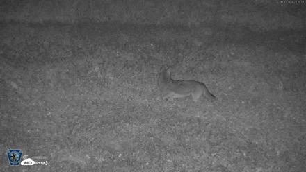 Pennsylvania Elk Live Webcam - Oct 3, 2026, 8:12pm EDT