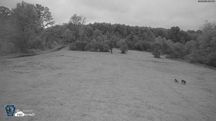 Pennsylvania Elk Live Webcam - Sep 28, 2026, 6:48am EDT