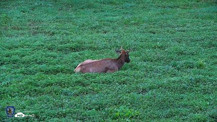 Pennsylvania Elk Live Webcam - Aug 6, 2026, 7:44am EDT