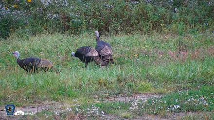 Pennsylvania Elk Live Webcam - Oct 1, 2026, 12:54pm EDT