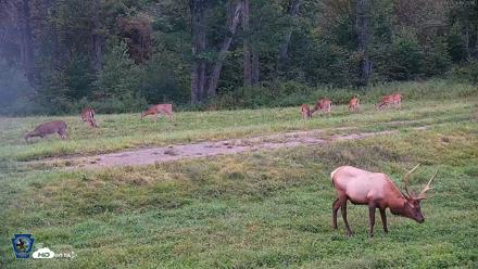 Pennsylvania Elk Live Webcam - Sep 8, 2026, 7:23pm EDT