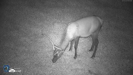 Pennsylvania Elk Live Webcam - Sep 8, 2026, 7:59pm EDT