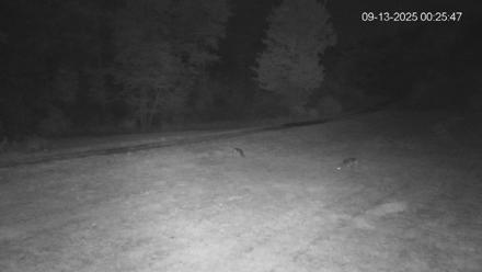 Pennsylvania Elk Live Webcam - Sep 13, 2025, 12:26am EDT