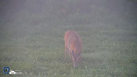 Pennsylvania Elk Live Webcam - Sep 6, 2026, 7:38am EDT