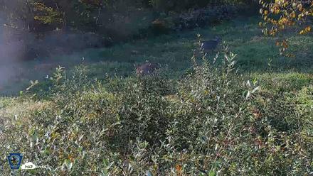 Pennsylvania Elk Live Webcam - Oct 3, 2026, 8:50am EDT