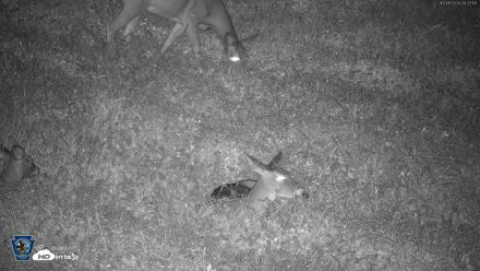 Pennsylvania Elk Live Webcam - Oct 1, 2026, 4:28am EDT