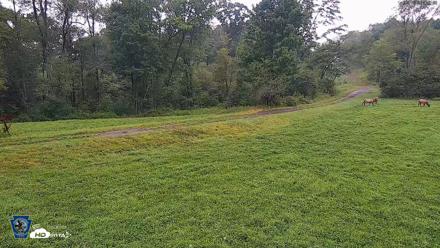 Pennsylvania Elk Live Webcam - Aug 11, 2026, 7:22am EDT